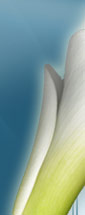 la nouvelle vaginal rejuvenation